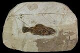Miocene Fossil Fish From Nebraska - New Find #130424-1